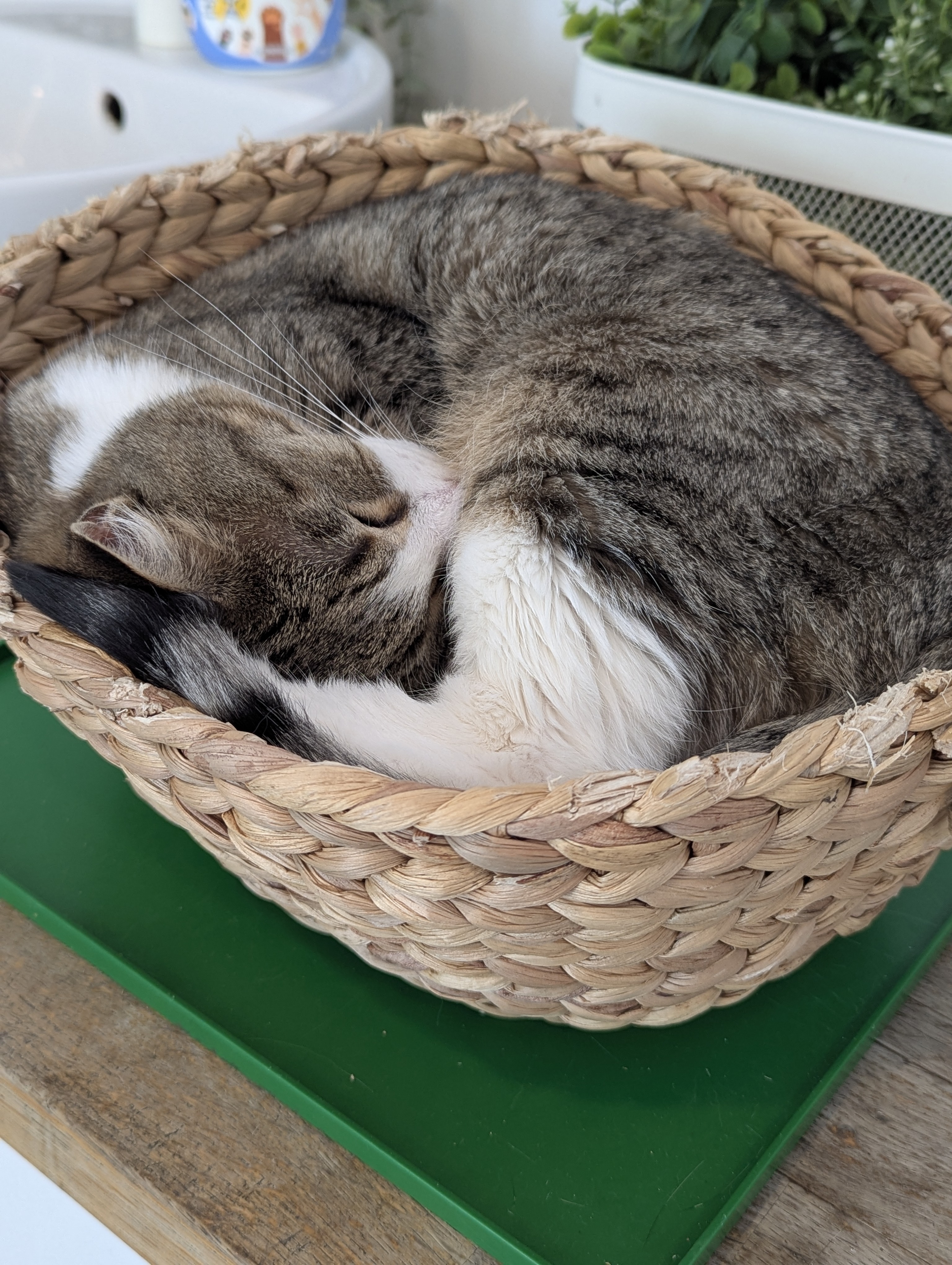 Birthday Trip to Canada, Cat Cafe, Edmonton